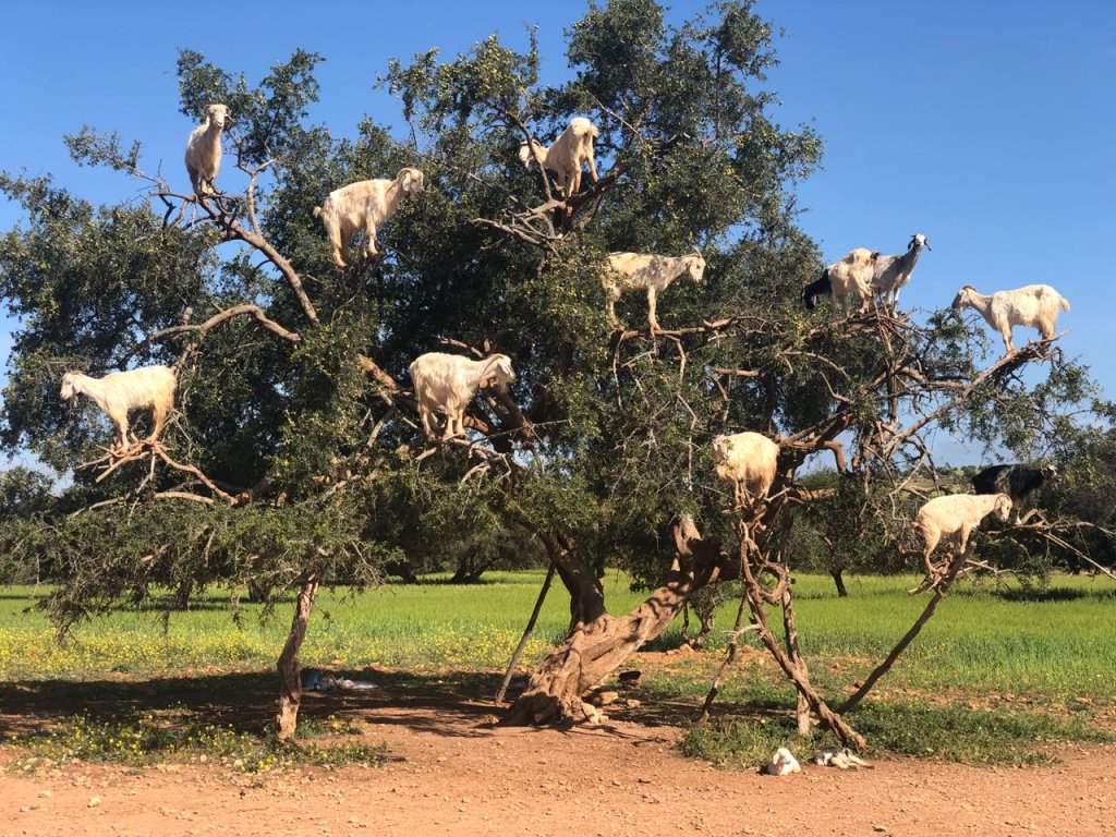 עדר עיזים מטפס על ענפי עץ ארגן, מרוקו